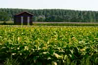 Plantation de tabac dans le Lot-et-Garonne ; séchoir à tabac en arrière-plan. © Roméo Balancourt.